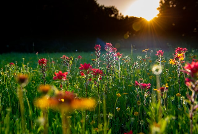 Fleet Electric Wild Flower Meadow